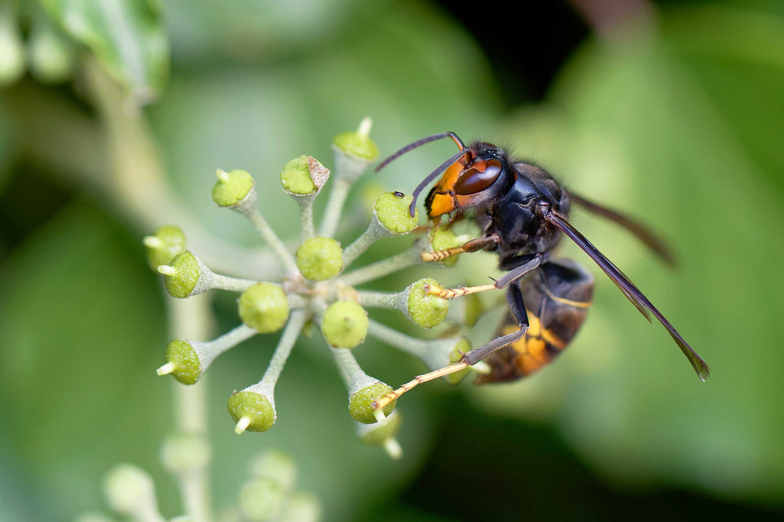Asian Hornets (Vespa Velutina) In Europe 5 asian hornets