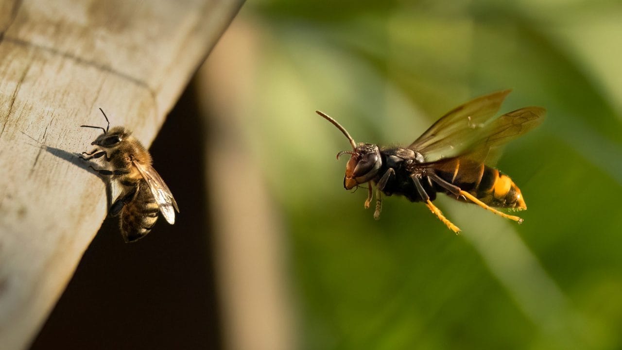hawking2 Asian Hornet Predation